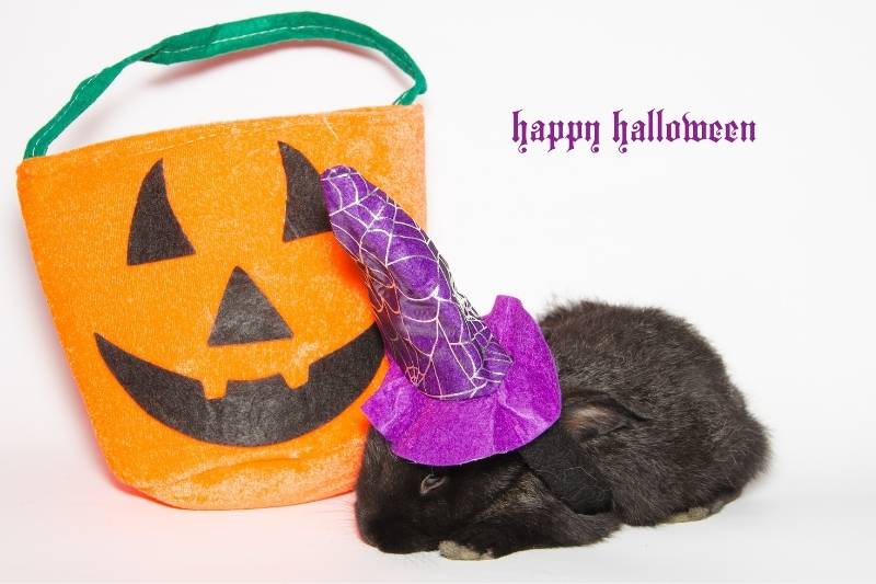Happy Halloween Images Free Download 2022